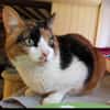Lomi FIV+ sucht in Wohnungshaltung