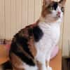 Lomi FIV+ sucht in Wohnungshaltung