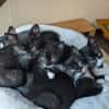 Vier Kitten-Rabauken suchen Zuhause zum