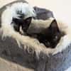 Vier Kitten-Rabauken suchen Zuhause zum