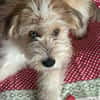 Freundlicher Loki sucht seine Familie