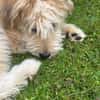Freundlicher Loki sucht seine Familie