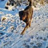 DERRICK - kann das Hunde 1x1 perfekt!