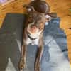 Notfellchen Taavi sucht Zuhause