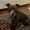 Notfellchen Taavi sucht Zuhause