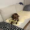 Notfellchen Taavi sucht Zuhause
