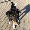 Kleiner, tapferer Filou sucht ...