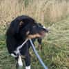 Kleiner, tapferer Filou sucht ...