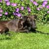 SAMI- KLEINER SONNENSCHEIN