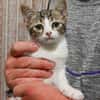 POTTE (en cours d'adoption)