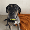 Pheeline (en cours d'adoption)