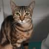 SAM (en cours d'adoption)