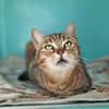 SARA (ADOPTION EN COURS)