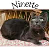 NINETTE (Réservée)