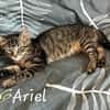 ARIEL