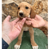SABLE (Martina)