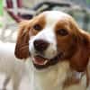 Cameo ein Herzenshund sucht sein Zuhause