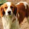 Cameo ein Herzenshund sucht sein Zuhause
