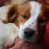 Cameo ein Herzenshund sucht sein Zuhause