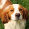 Cameo ein Herzenshund sucht sein Zuhause