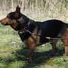 Tulma1 sucht ein Zuhause/Pflegestelle