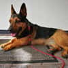 Tulma1 sucht ein Zuhause/Pflegestelle