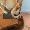 Dringender Notfall: Crunchy und Cimba