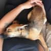 Leo sucht sein Für-Immer-Zuhause