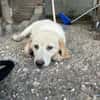 Zuhause/Pflegestelle gesucht für Freddy