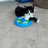 Zuhause/Pflegestelle gesucht für Balu