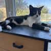 Zuhause/Pflegestelle gesucht für Balu