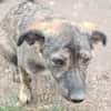 Lara, zartes Hundemädchen sucht Liebe