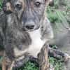 Lara, zartes Hundemädchen sucht Liebe
