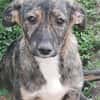 Lara, zartes Hundemädchen sucht Liebe