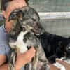 Lara, zartes Hundemädchen sucht Liebe