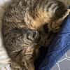 Zuhause gesucht für Nuri&Xena
