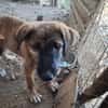 Zuhause/Pflegestelle gesucht für Buffy