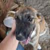 Zuhause/Pflegestelle gesucht für Buffy