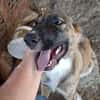 Zuhause/Pflegestelle gesucht für Buffy
