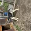 Zuhause/Pflegestelle gesucht für Linus