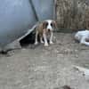 Zuhause/Pflegestelle gesucht für Ivy