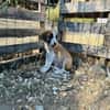 Zuhause/Pflegestelle gesucht für Ivy