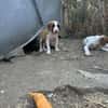 Zuhause/Pflegestelle gesucht für Ivy