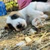 Zuhause/Pflegestelle gesucht für Ivy