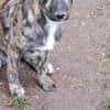 Lydia, süsses Hundekind sucht Liebe