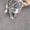 Lydia, süsses Hundekind sucht Liebe