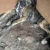 Lydia, süsses Hundekind sucht Liebe