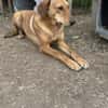 Zuhause/Pflegestelle gesucht für Debby