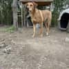 Zuhause/Pflegestelle gesucht für Debby