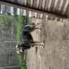 Zuhause/Pflegestelle gesucht für Thor
